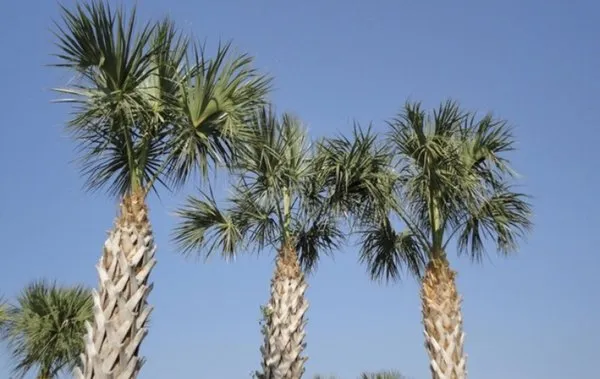 Moni’Betty’s Lawn & Tree Care Logo