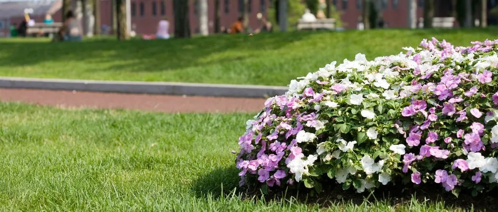 Trusted yard maintenance for outdoor upgrades across Mechanicsburg, PA - Monighan Lawn Care