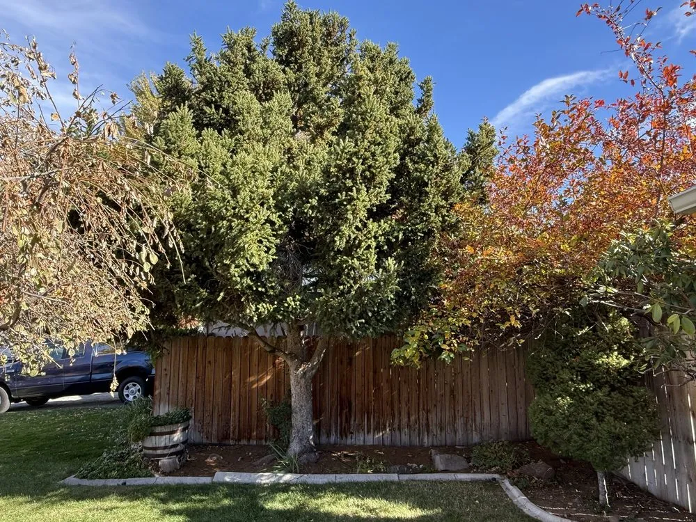 Top-rated yard maintenance experts serving Reno, NV - Monjas Landscaping