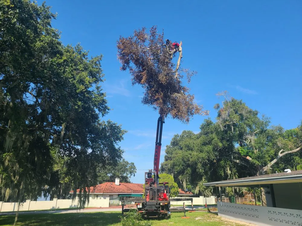Custom lawn care service for year-round maintenance across Winter Haven, FL - Monkey Business Tree & Crane Service