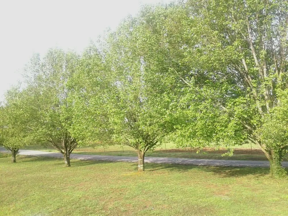 Trusted outdoor landscaping for beautiful yards across Dayton, TN - Monkey Town Mowing