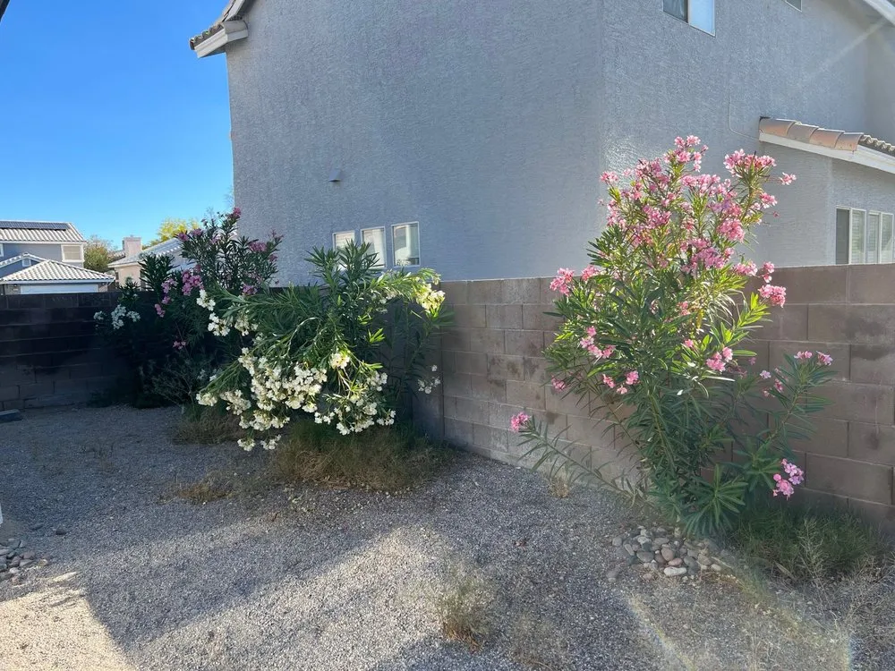 Local yard cleanup service for homes in Las Vegas, NV by Monkey Tree & Lawn Service