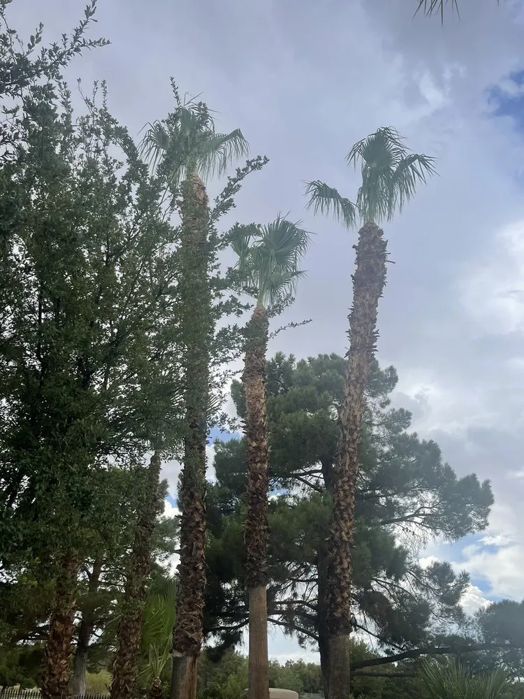 Professional yard maintenance in Las Vegas, NV - Monkey Tree & Lawn Service