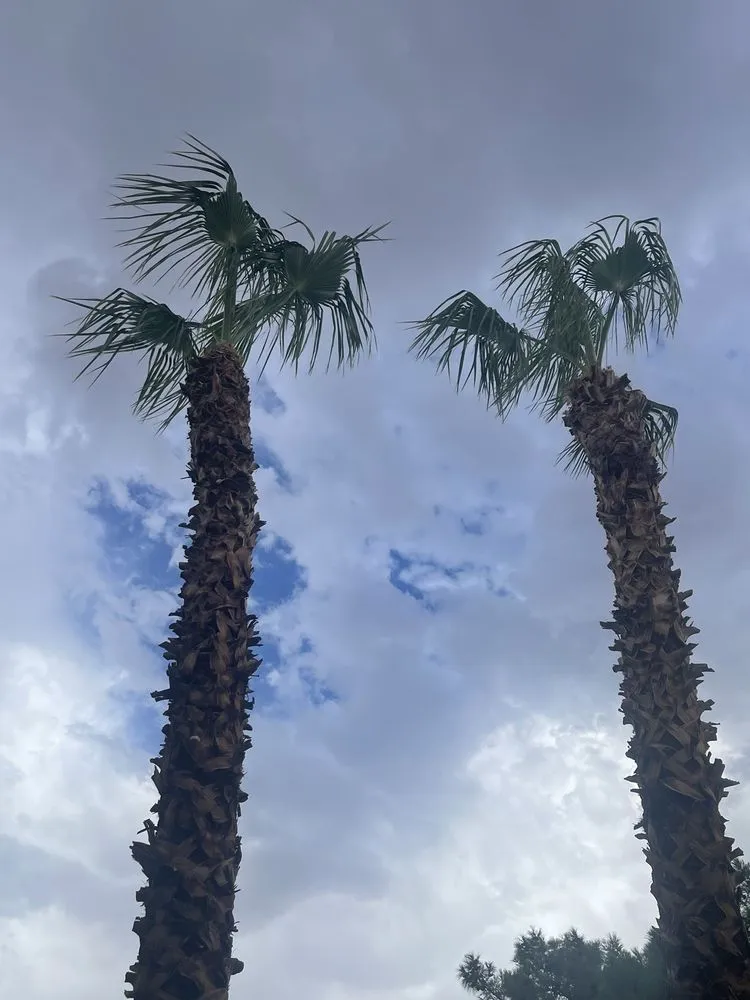 Expert residential landscaping for homes across Las Vegas, NV - Monkey Tree & Lawn Service