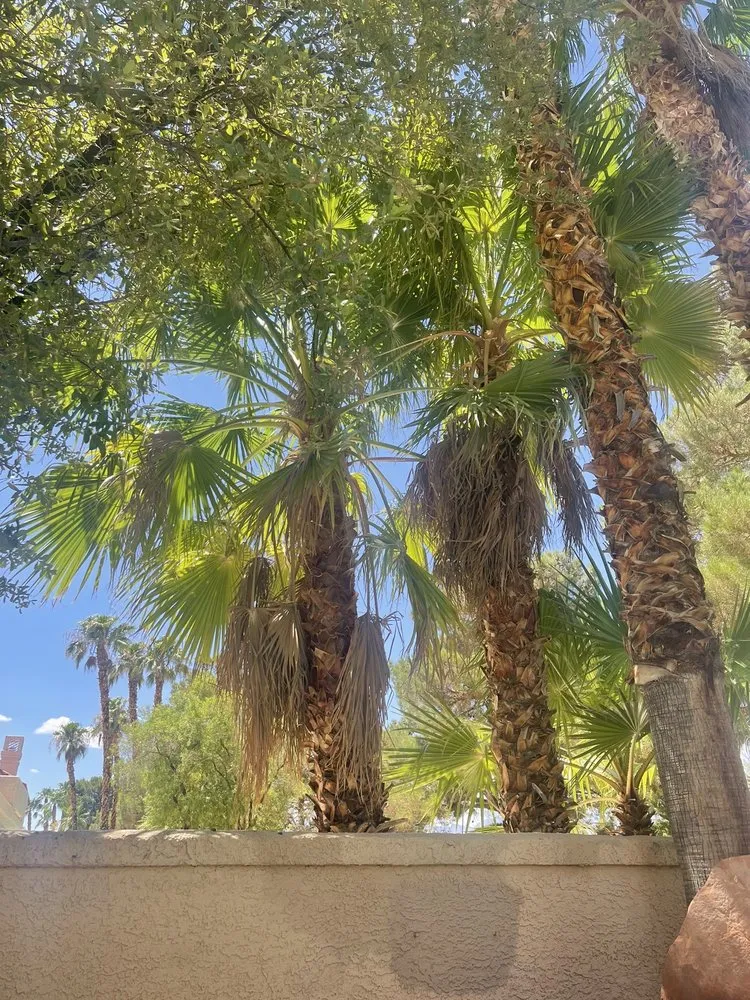 Top-rated landscape installation experts serving Las Vegas, NV - Monkey Tree & Lawn Service