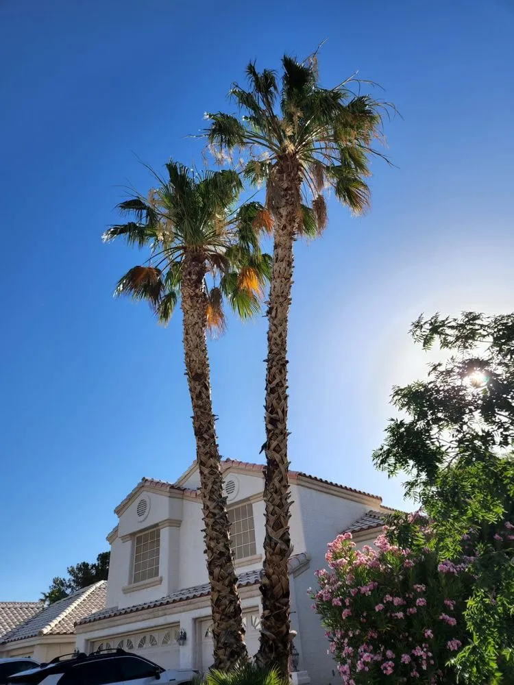 Top-rated outdoor landscaping in Las Vegas, NV - Monkey Tree & Lawn Service