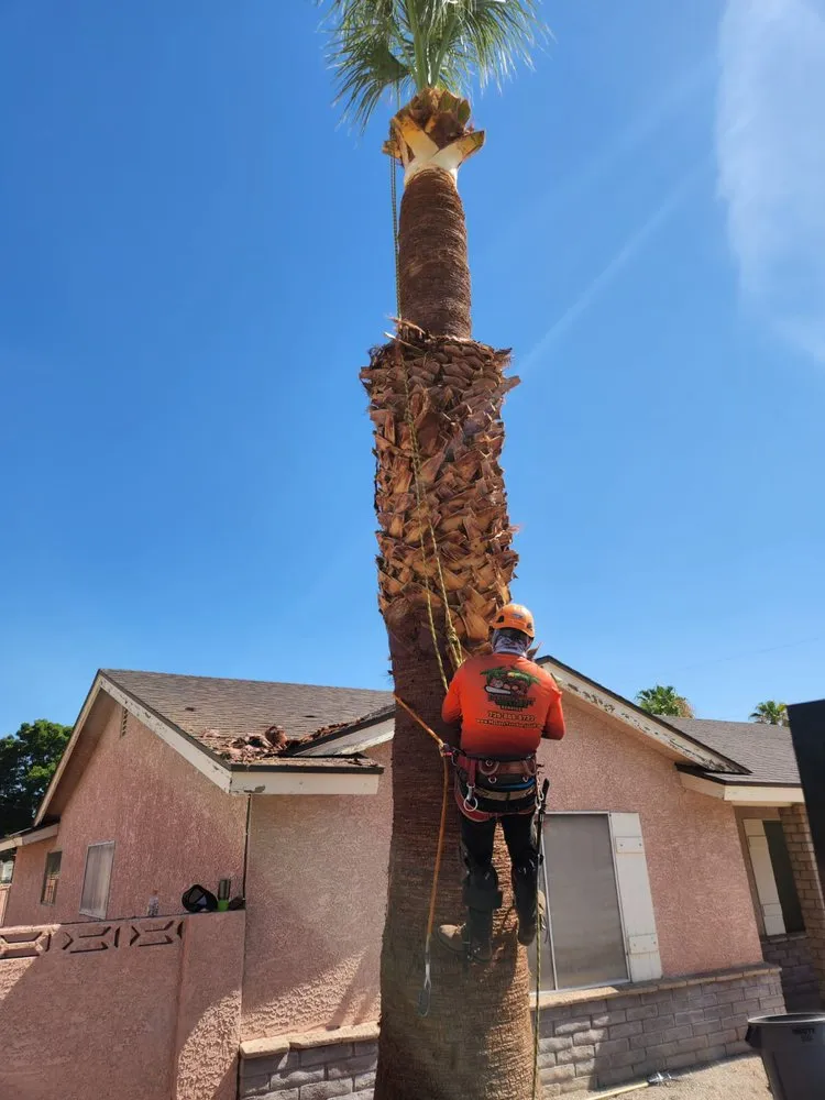 Affordable residential landscaping for homes in Las Vegas, NV by Monkey Tree & Lawn Service