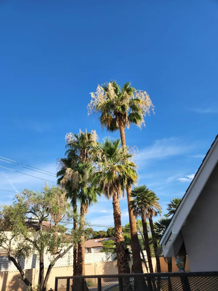 Local landscape installation in Las Vegas, NV by Monkey Tree & Lawn Service