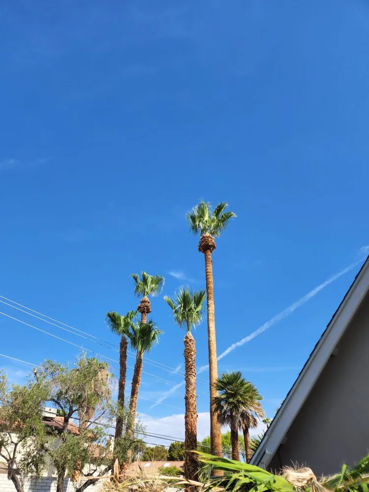 Trusted yard cleanup service for residential properties across Las Vegas, NV - Monkey Tree & Lawn Service