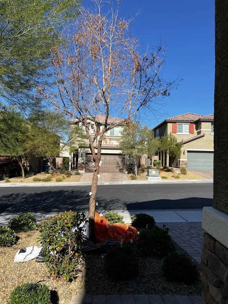 Expert garden landscaping for beautiful yards across Las Vegas, NV - Monkey Tree & Lawn Service