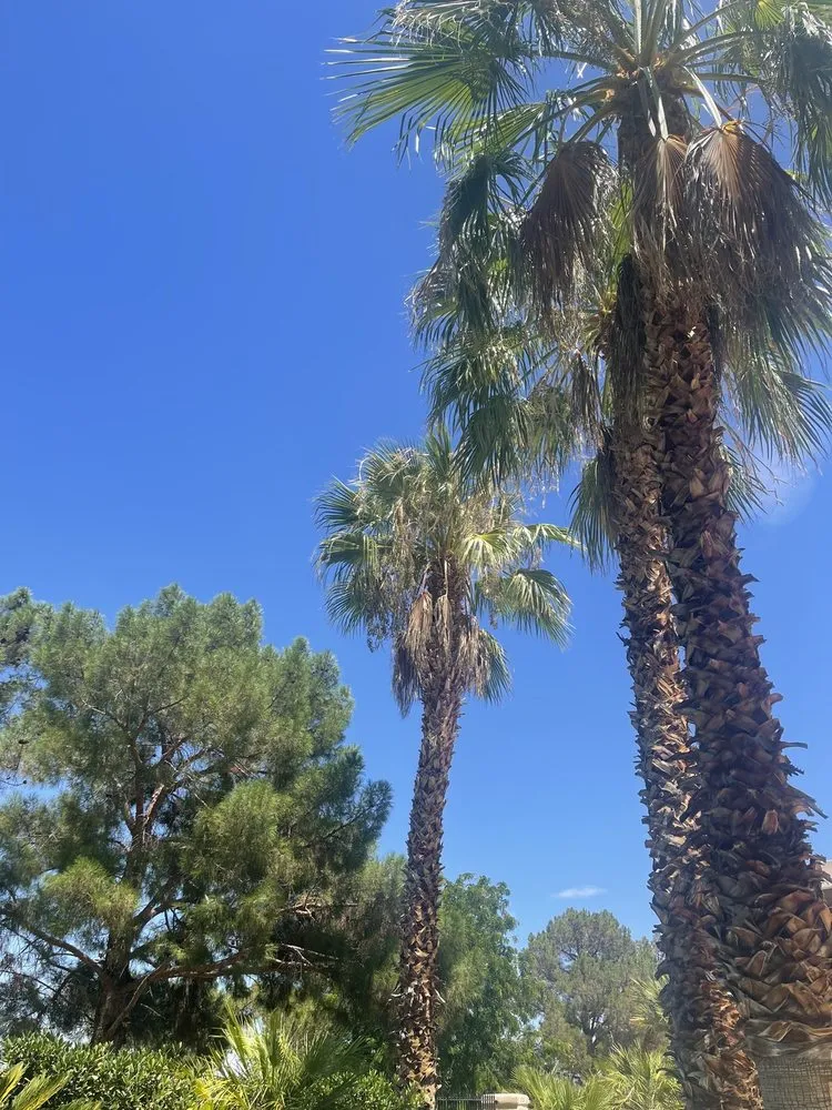 Reliable landscape design experts serving Las Vegas, NV - Monkey Tree & Lawn Service