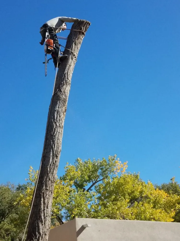 Custom residential landscaping for beautiful yards across Albuquerque, NM - Monkey's Tree Services