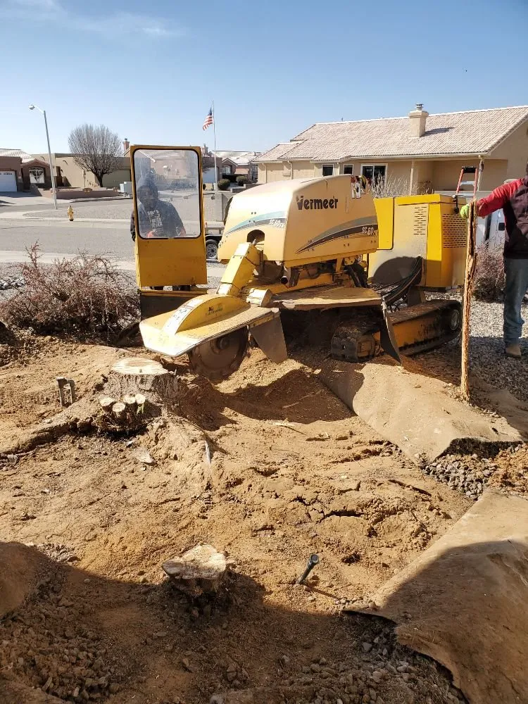 Top-rated landscaping services for year-round maintenance across Albuquerque, NM - Monkey's Tree Services