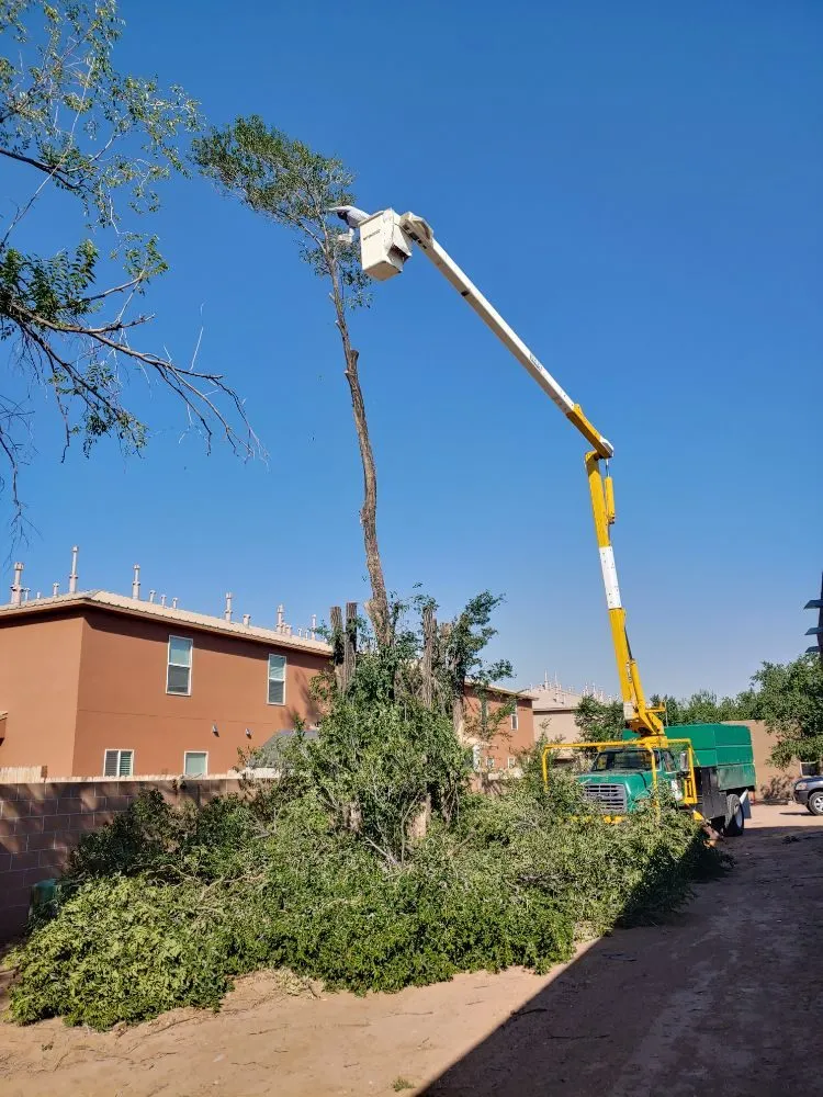 Professional landscaping services in Albuquerque, NM - Monkey's Tree Services