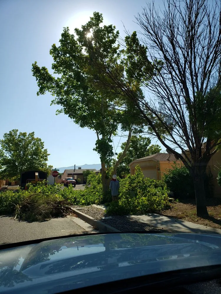 Professional yard maintenance in Albuquerque, NM by Monkey's Tree Services