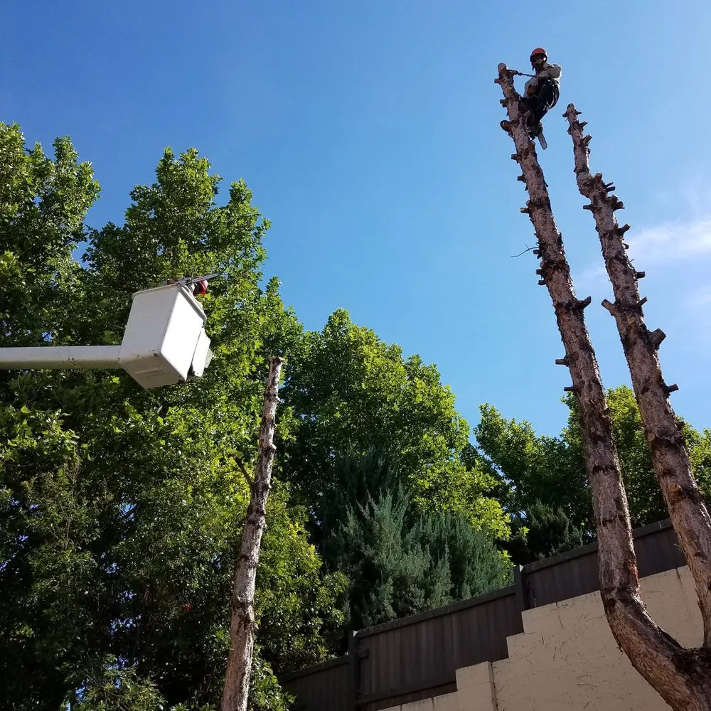 Trusted yard maintenance in Albuquerque, NM by Monkey's Tree Services