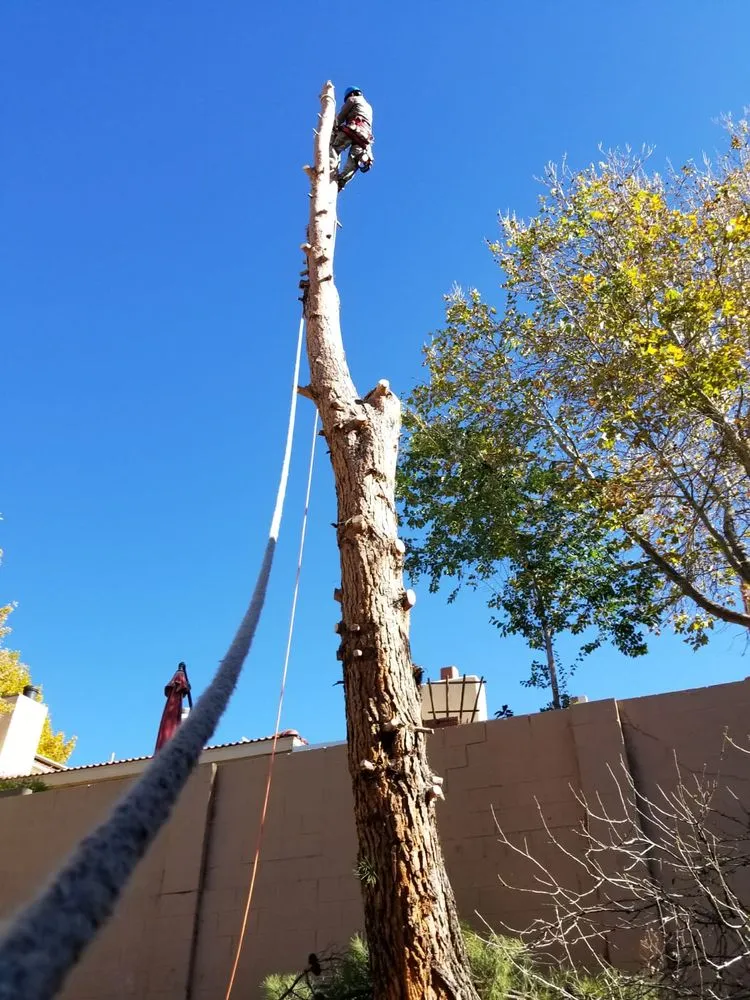 Professional garden landscaping in Albuquerque, NM by Monkey's Tree Services