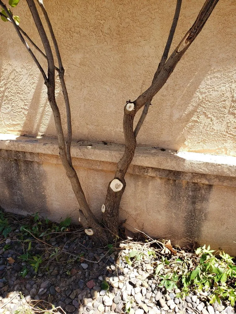 Affordable landscaping services for beautiful yards across Albuquerque, NM - Monkey's Tree Services