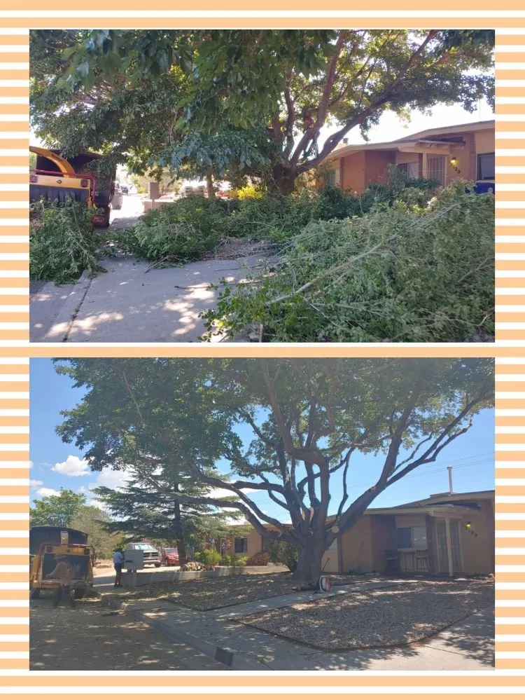 Local yard maintenance in Albuquerque, NM by Monkey's Tree Services