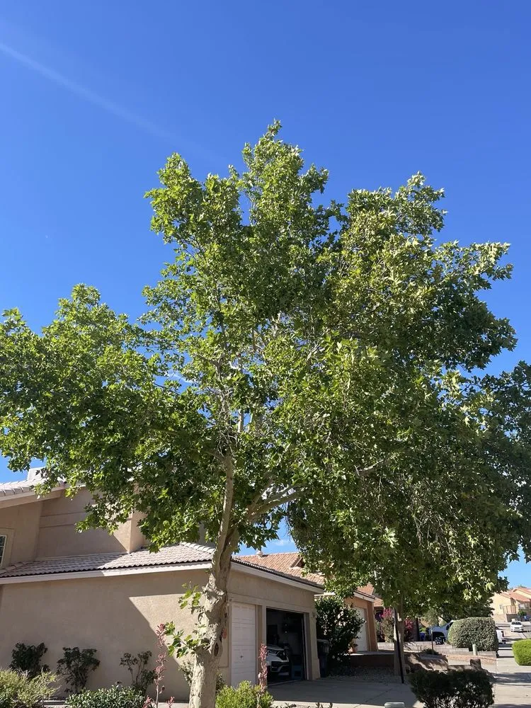 Affordable yard cleanup service for outdoor upgrades in Albuquerque, NM by Monkey's Tree Services