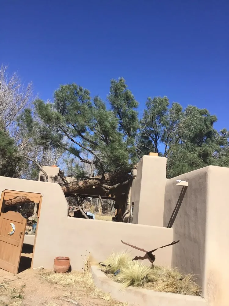 Local landscaping services for year-round maintenance in Albuquerque, NM by Monkey's Tree Services