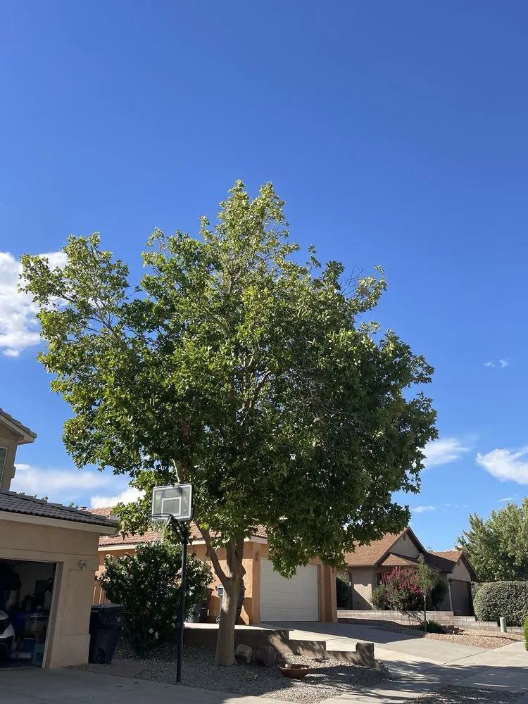 Local landscape installation near you in Albuquerque, NM by Monkey's Tree Services