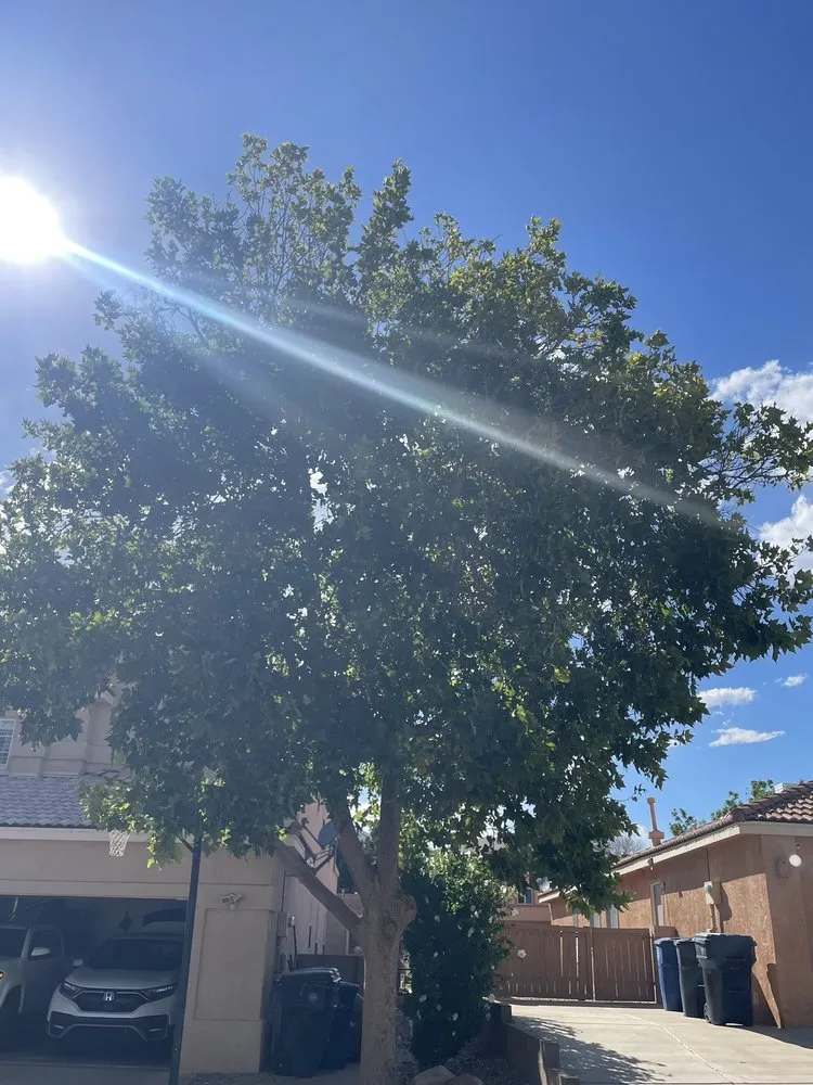 Expert yard maintenance experts serving Albuquerque, NM - Monkey's Tree Services