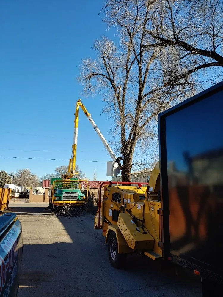 Reliable lawn care service in Albuquerque, NM - Monkey's Tree Services