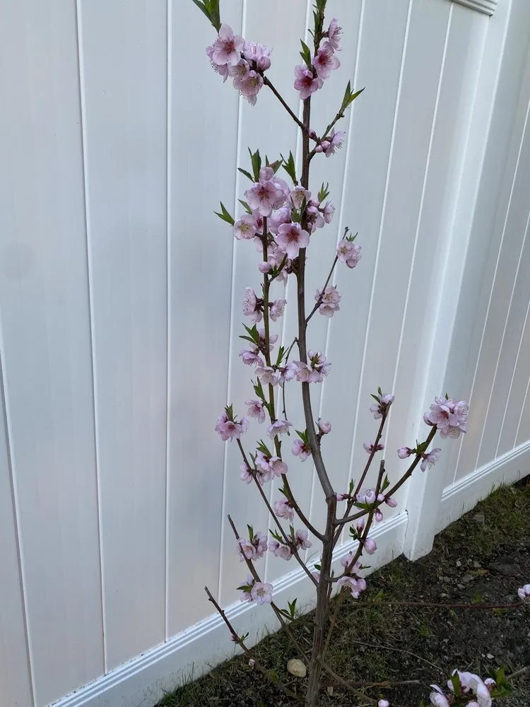 Top-rated outdoor landscaping in Leominster, MA - Monroy Brothers Landscaping