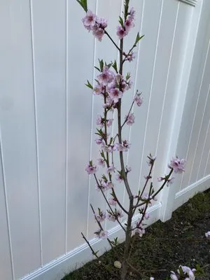 Monroy Brothers Landscaping