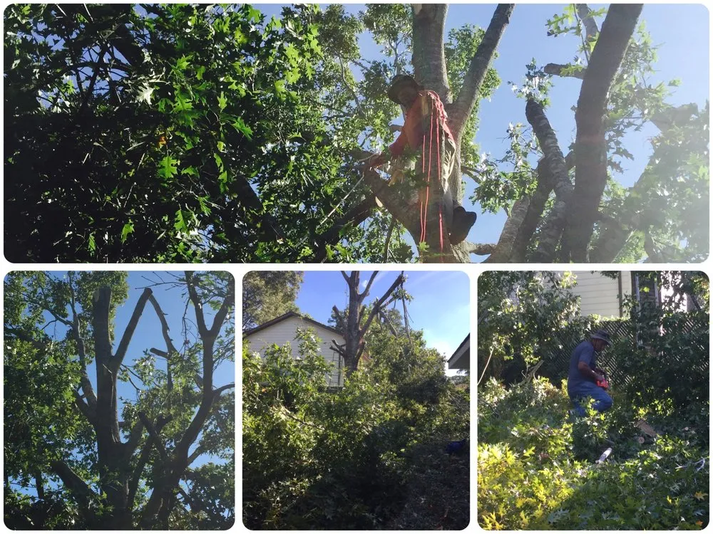 Affordable lawn care service experts serving Houston, TX - Monroy Landscaping