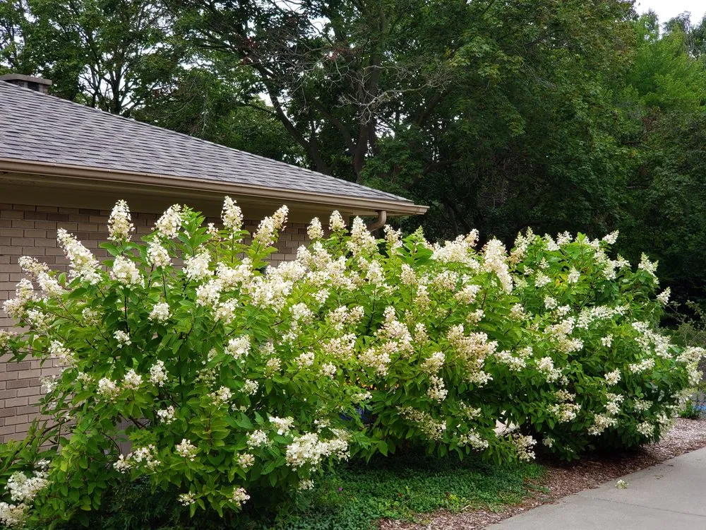 Affordable landscaping services for homes in Grand Rapids, MI by Monsma Landscape And Maintenance