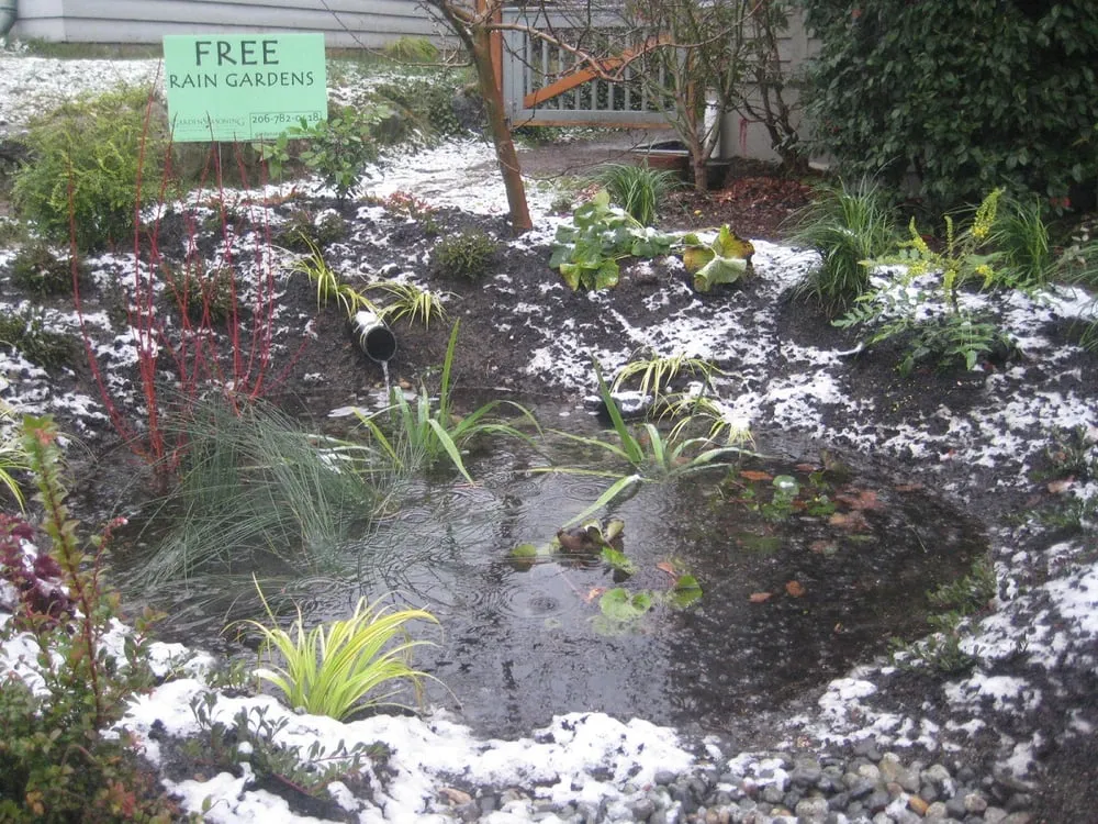 Top-rated yard cleanup service experts serving Seattle, WA - Monsoon Rain Gardens