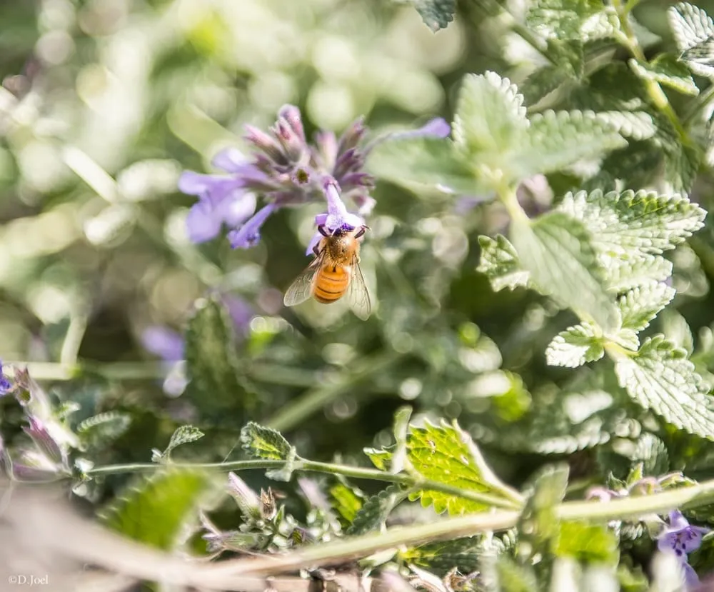 Top-rated yard maintenance in Seattle, WA - Monsoon Rain Gardens