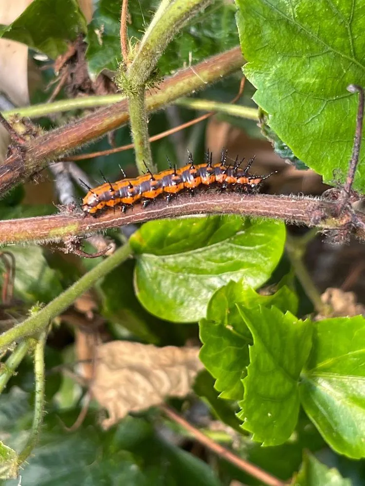 Professional landscaping services in Iroquois Point, HI by Monster Man Lawn Service