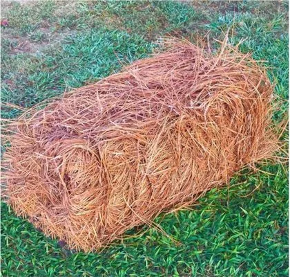 Monster Pine Straw