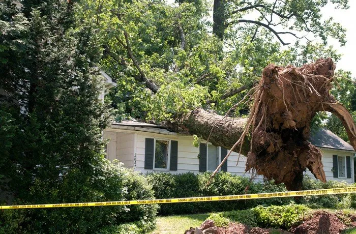 Professional yard cleanup service in Newnan, GA by Monster Tree Service of Peachtree