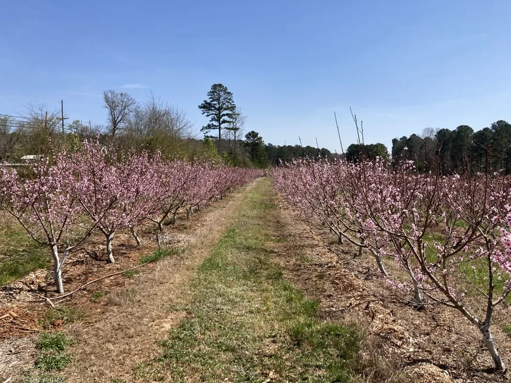 Reliable yard maintenance for outdoor upgrades in Newnan, GA by Monster Tree Service of Peachtree