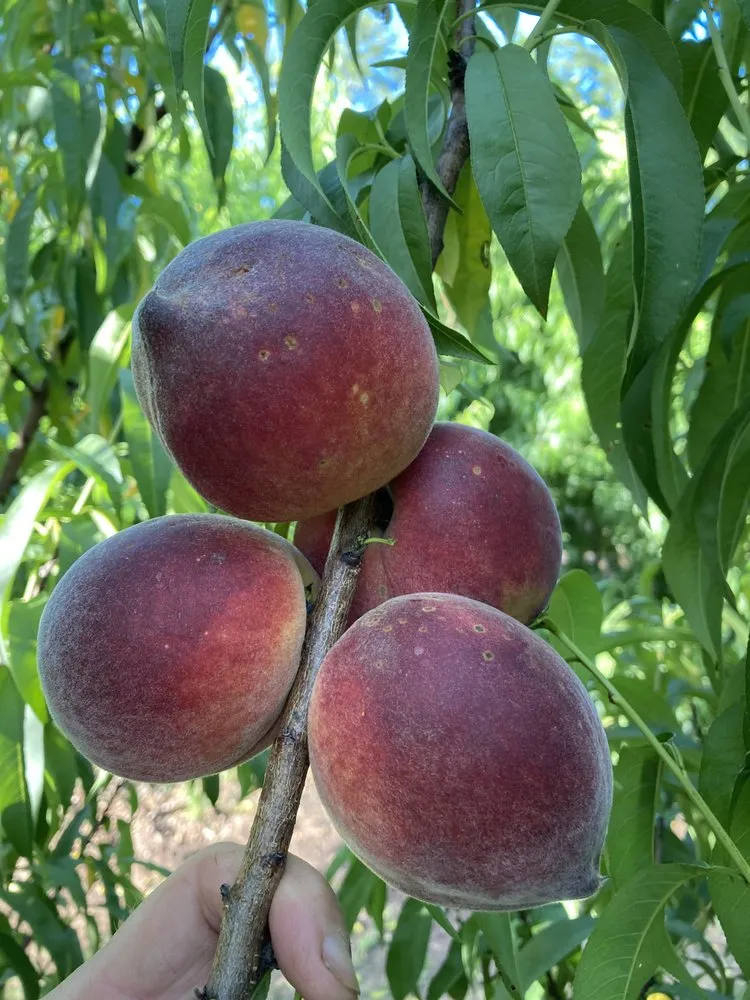 Custom outdoor landscaping with custom design in Newnan, GA by Monster Tree Service of Peachtree