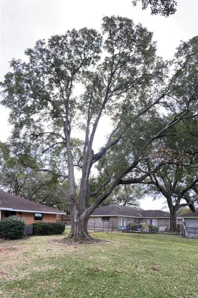 Top-rated landscaping services experts serving Deer Park, TX - Monster Tree Service of Texas Gulf Coast