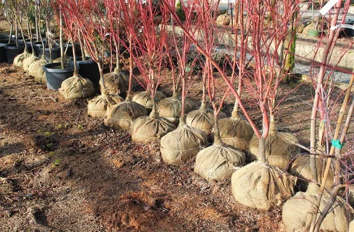 Local landscape design in Highland, MI - Monster Tree Service of West Bloomfield