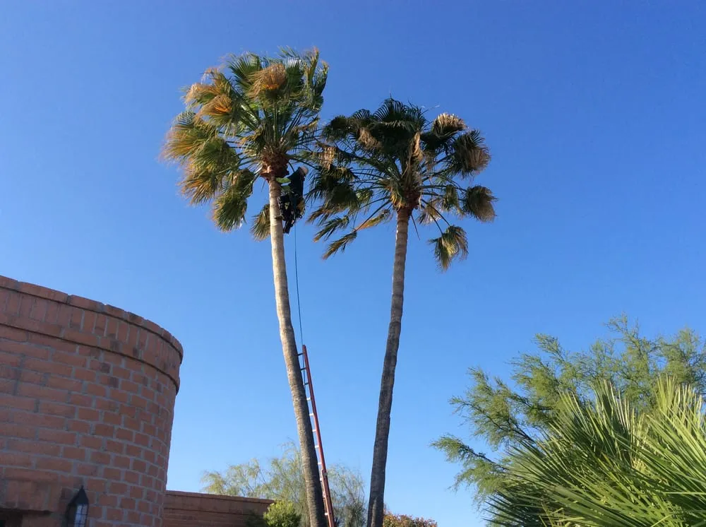 Reliable outdoor landscaping with custom design across Sahuarita, AZ - Monstrosity Tree Service, LLC