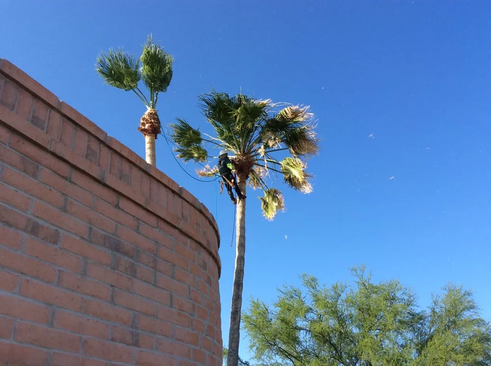 Reliable outdoor landscaping for homes across Sahuarita, AZ - Monstrosity Tree Service, LLC