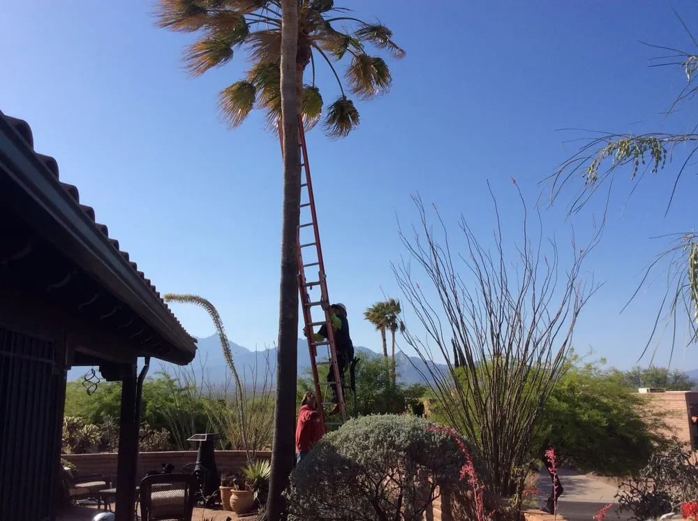 Professional landscape installation in Sahuarita, AZ - Monstrosity Tree Service, LLC