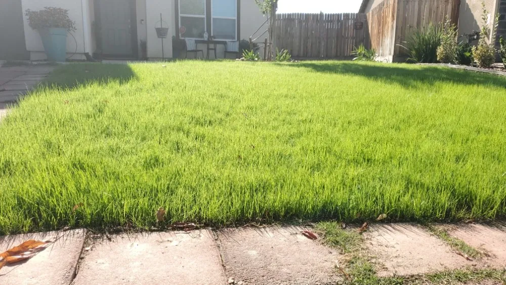 Affordable lawn care service in Sacramento, CA - Montalvo BigFoot Lawn Service