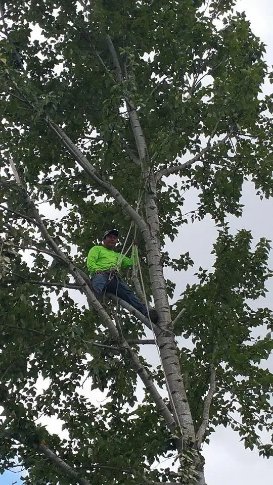 Local yard cleanup service in Portland, OR by Montana Landscaping Maintenance