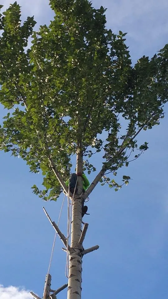 Affordable lawn care service in Portland, OR - Montana Landscaping Maintenance