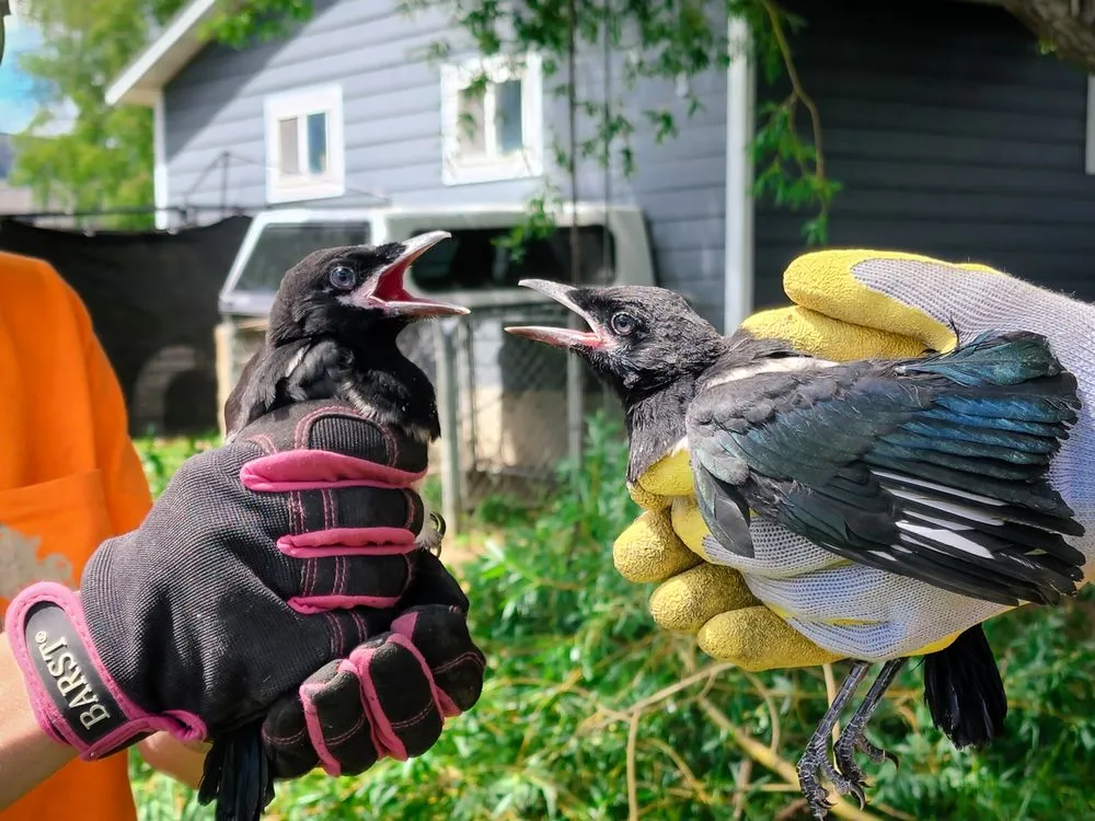 Trusted landscape installation in Helena, MT by Montana Tree Care