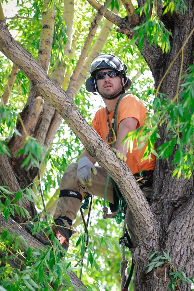 Reliable landscape installation in Helena, MT by Montana Tree Care