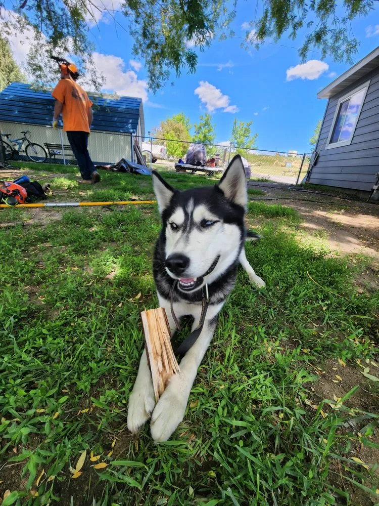 Expert lawn mowing service experts serving Helena, MT - Montana Tree Care